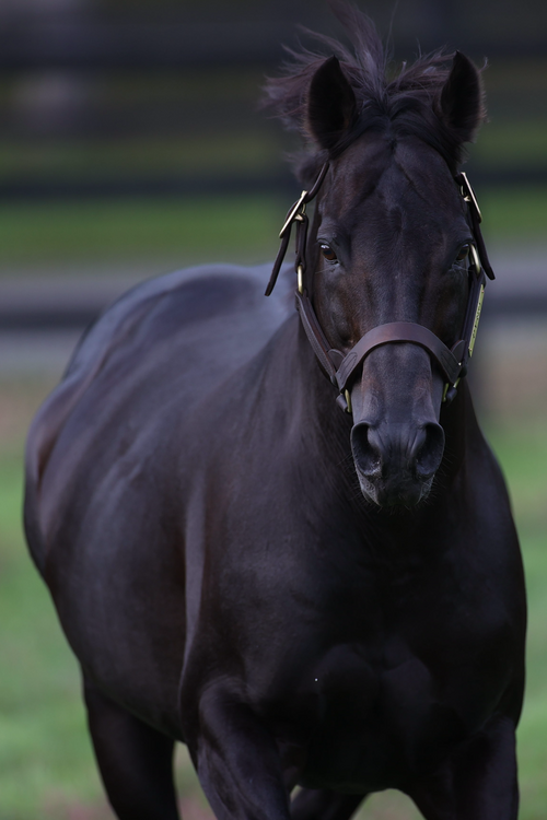2011 STALLION ROSTER  ポスター Ima Firefighter – Stallion Register Directory